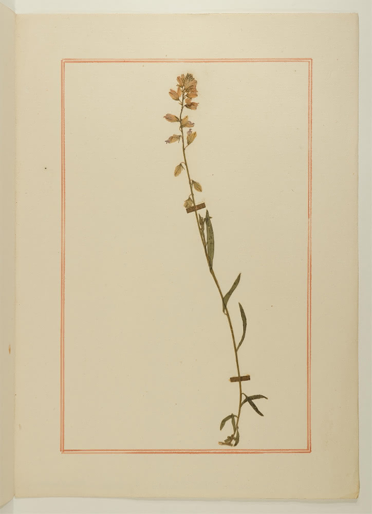 Figure 2b. Herbier pour Mademoiselle Delessert, second recto