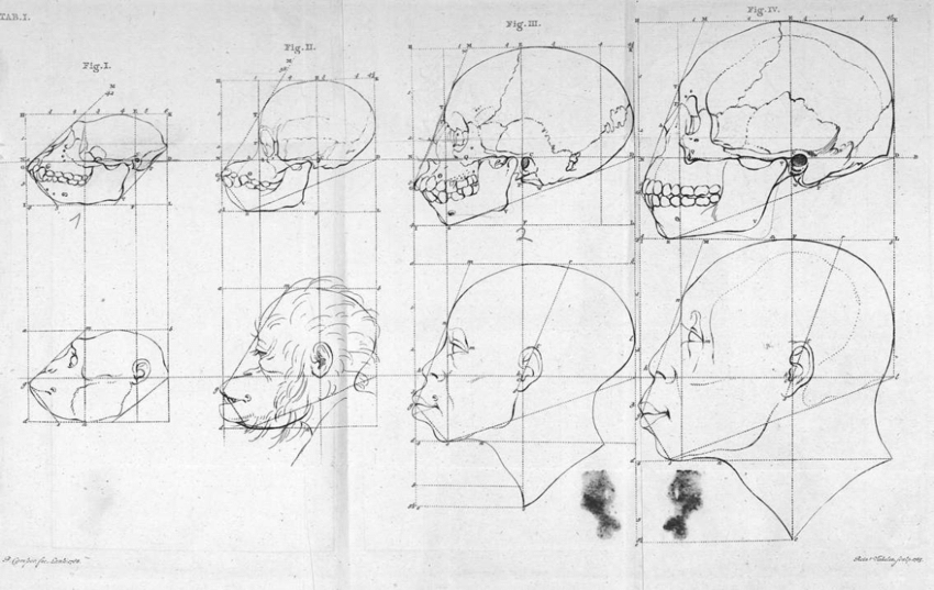Petrus Camper, « La ligne faciale du singe à queue, de l’orang-outang, du nègre et du kalmouk », Dissertation physique sur les différences que présentent les traits du visage, Utrecht, 1791.