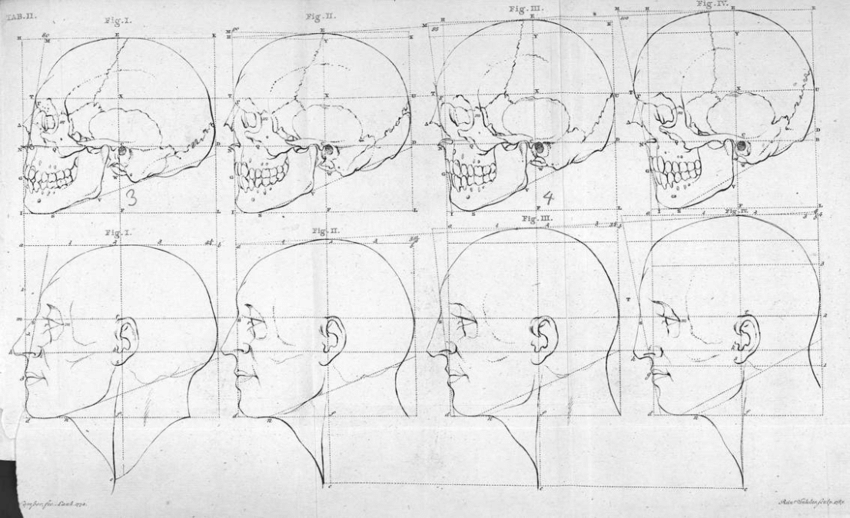 Petrus Camper, « La ligne faciale du type européen et de l’Apollon », Dissertation physique sur les différences que présentent les traits du visage, Utrecht, 1791.