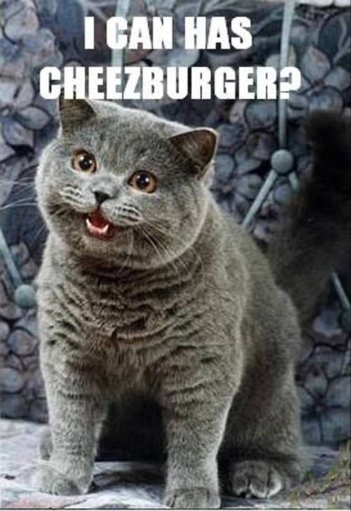 Le Lolcat « I can has cheezburger ? »