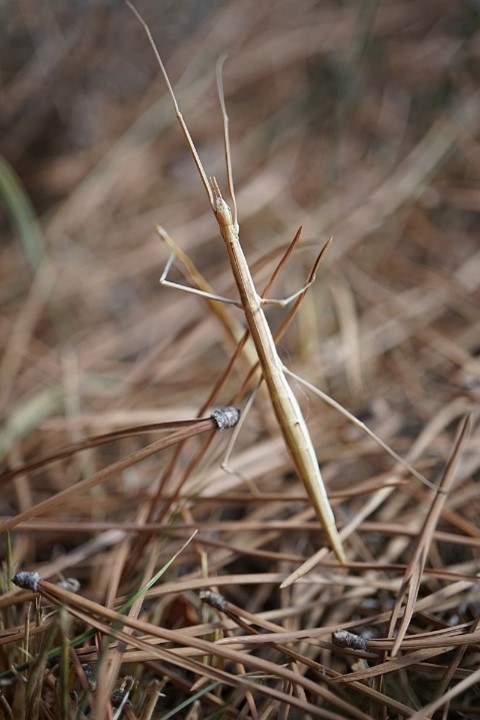 Phasme sur une aiguille de pin (@Ciriol).