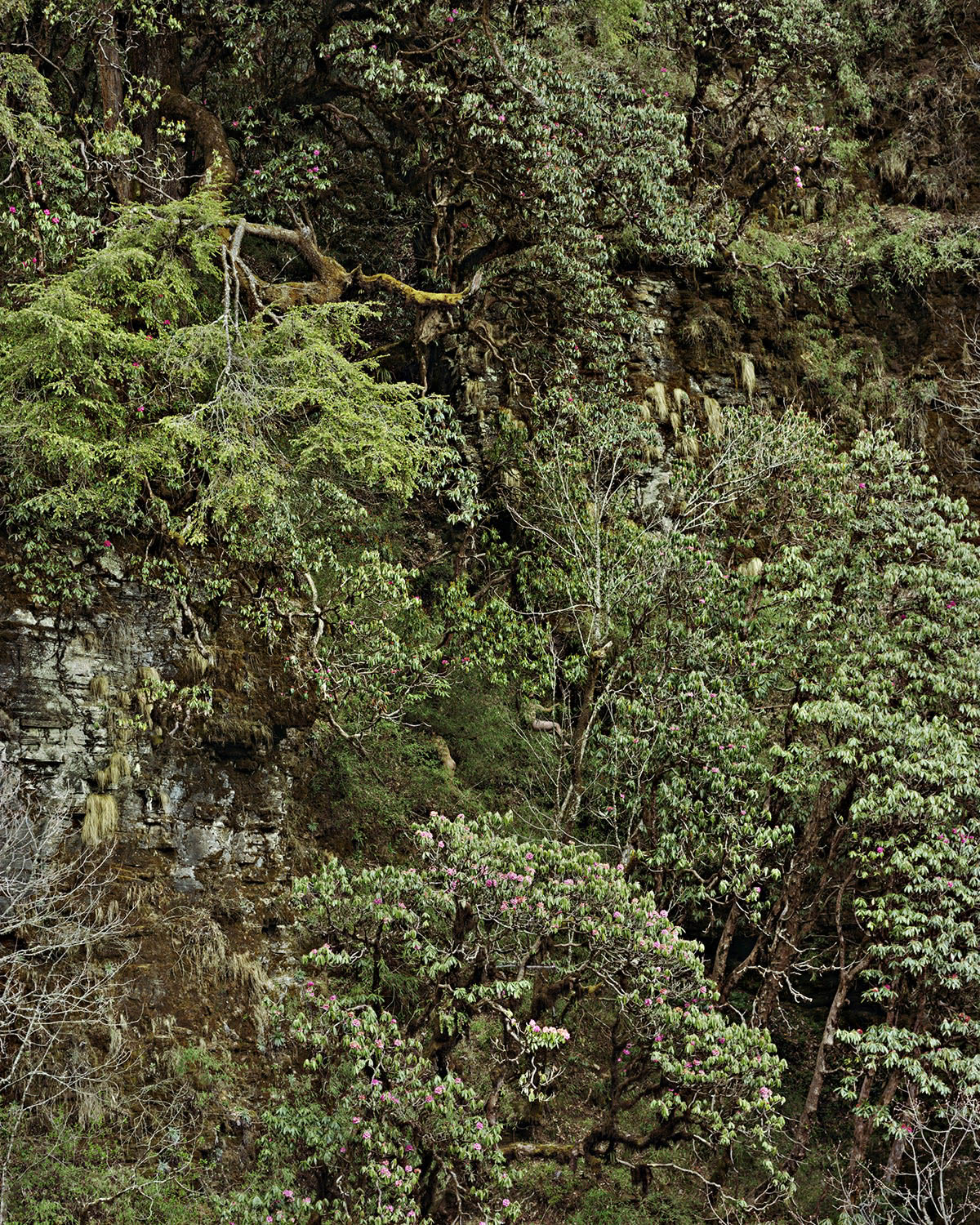 Fig.1. Ruben Brulat, série « Paths », Chemins, Commencement retrouvé, 2011