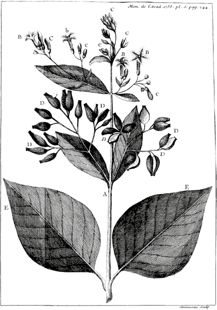 Fig. 1. Dessin d’une branche de l’arbre du Quinquina, avec ses feuilles, ses fleurs et ses fruits19