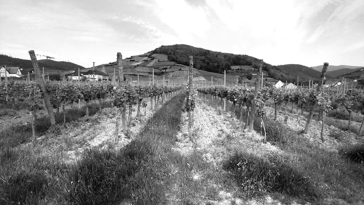 Figure 2 : Les bandes de sol nu sont bien visibles dans le paysage.
