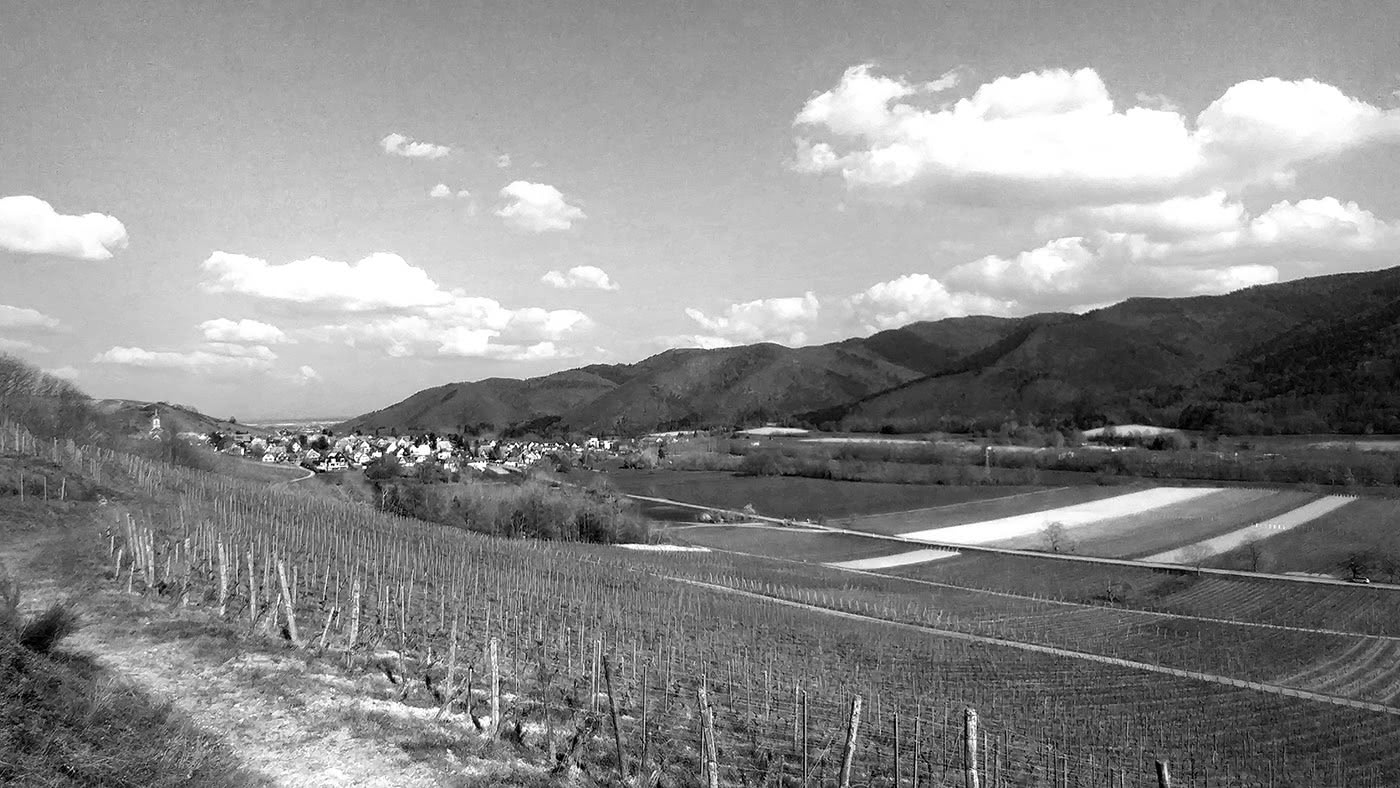 Figure 3 : Vue depuis le vignoble de Wihr-au-Val.