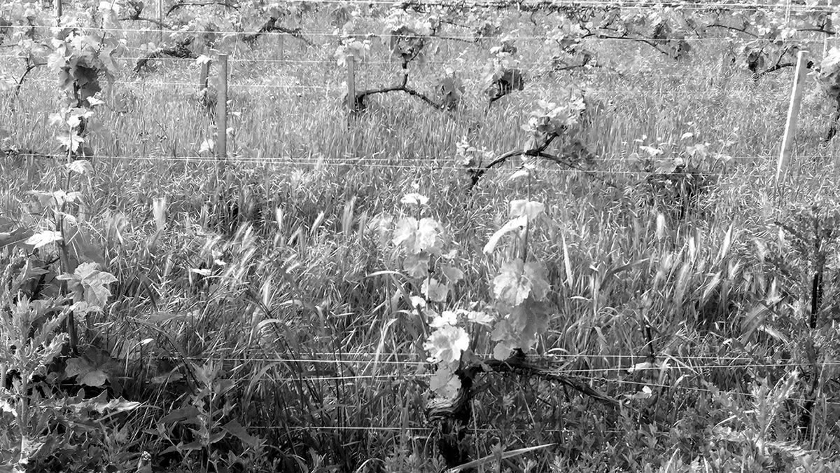 Figure 4 : Certains types d’enherbement peuvent donner à la vigne un aspect sauvage renvoyant à la perception d’un manque d’entretien.