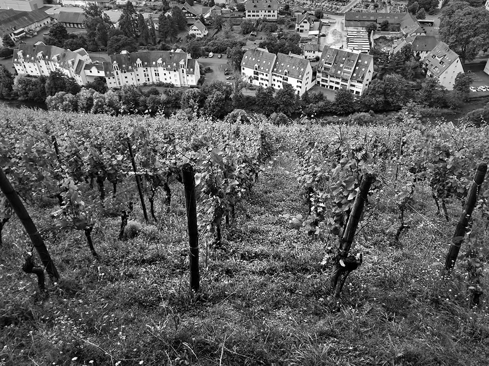 Figure 7 : Les pentes raides du vignoble du Rangen, vignoble de Thann à la renommée internationale